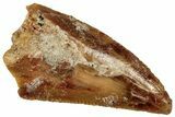 Serrated Raptor Tooth - Real Dinosaur Tooth #300949-1